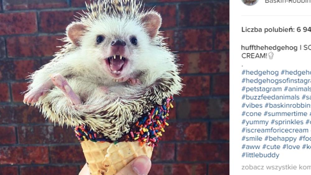 Nowy hit internetu? Uroczy jeż podbija Instagrama! [DUŻO ZDJĘĆ]