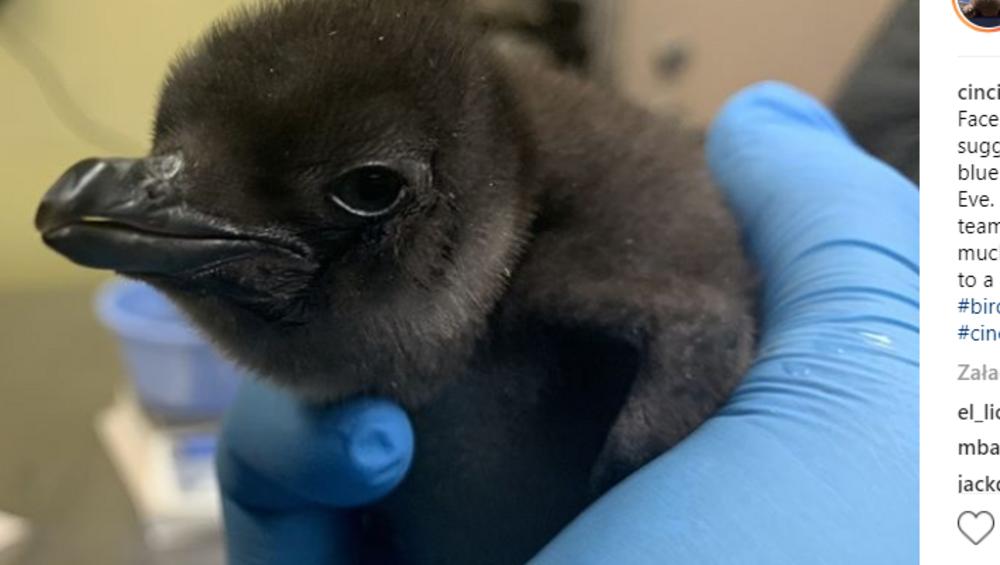 W amerykańskim zoo urodził się pingwin. Nazywa się... Pierogi!