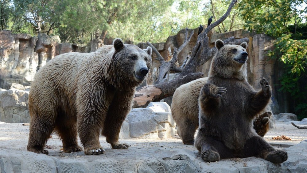 Niedźwiedź z polskiego zoo zaatakował mężczyznę, który wszedł na jego wybieg [VIDEO]