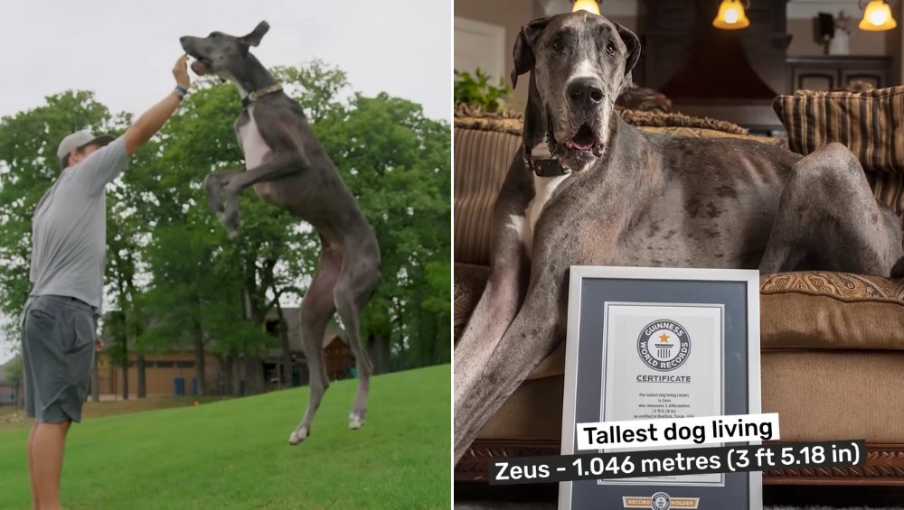 Zmarł najwyższy pies na świecie. Zeus miał niecałe 4 lata