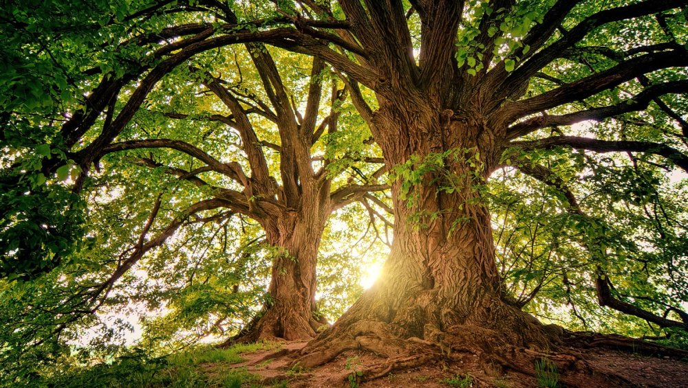 Europejskie Drzewo Roku 2024 wybrane. Znajduje się w Polsce