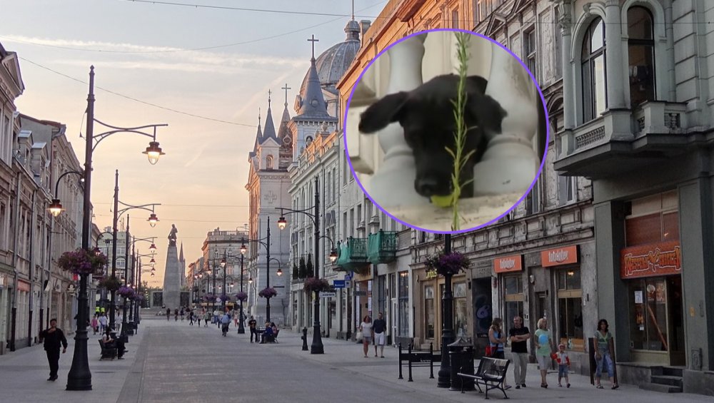 Suczka Buba rzuca przechodniom piłkę i stała się najlepszą atrakcją Łodzi [WIDEO]