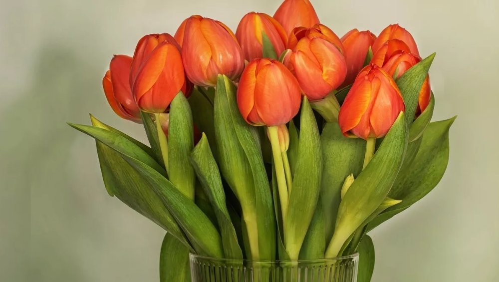 Życzenia dla Krystyny na imieniny - wierszyki do wysłania, gify