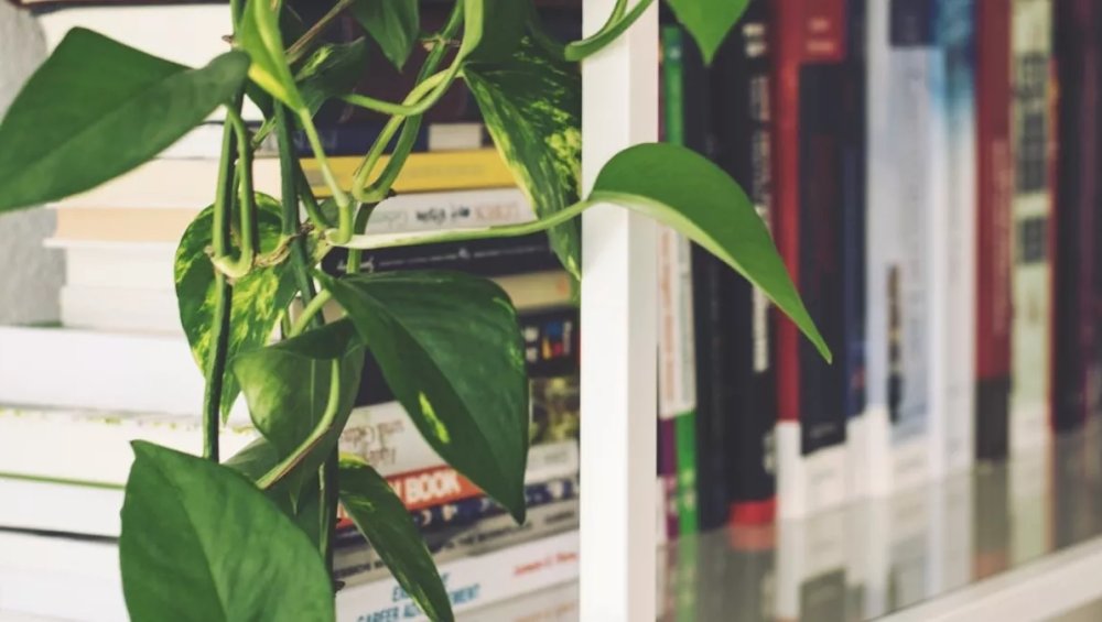 Czym jest romantasy i dlaczego ten gatunek przyciąga coraz więcej czytelników?