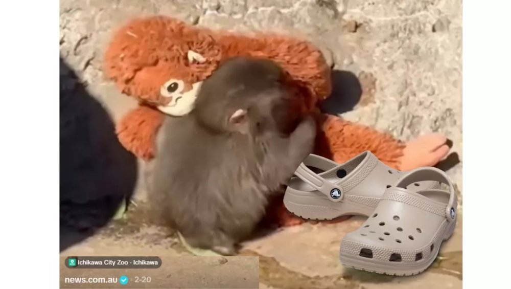 Małpka Punch ma swoją przypinkę Crocs. Nic słodszego dziś nie zobaczycie