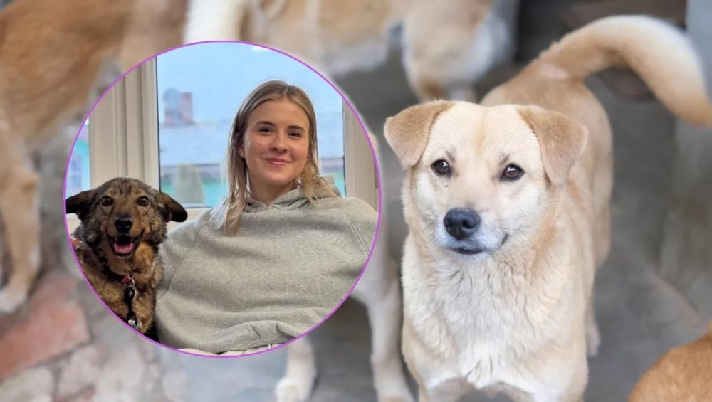 Co za historia! Pies z Sobolewa wrócił do swojej rodziny po 4 latach!